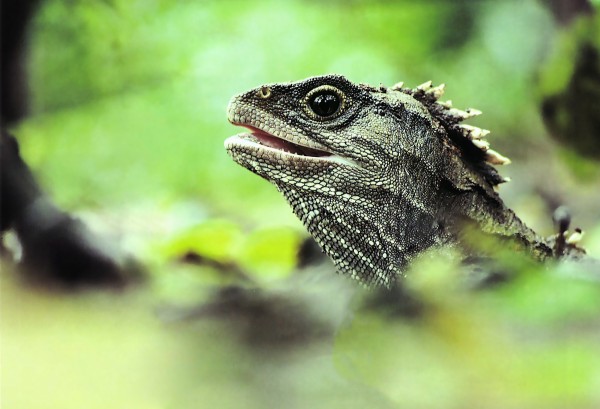 The Tuatara of New Zealand - PASSAGE 1