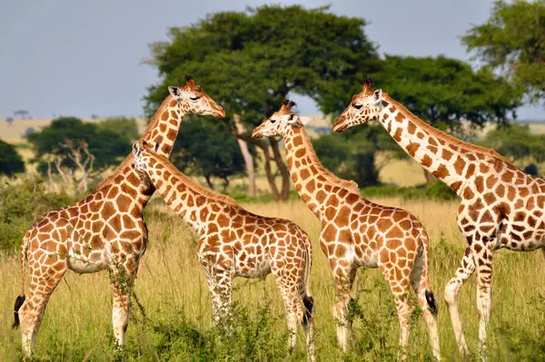 New Understanding of Giraffes in the Wild