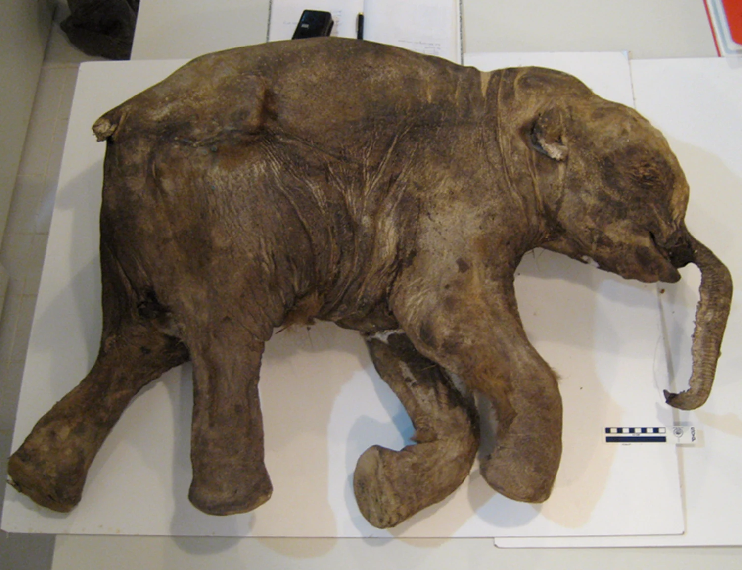 THE DISCOVERY OF A BABY MAMMOTH - PASSAGE 2
