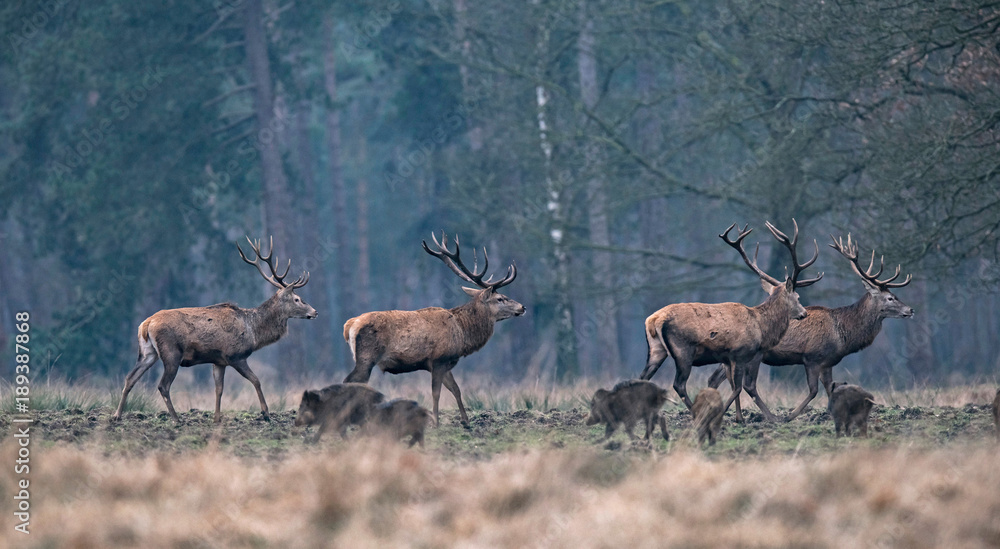 BOAR AND RED DEER - SECTION 4