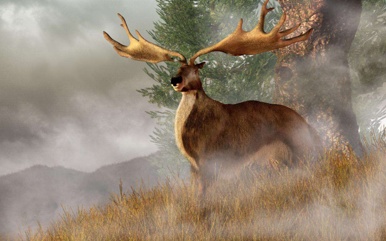Irish Elk - PASSAGE 3