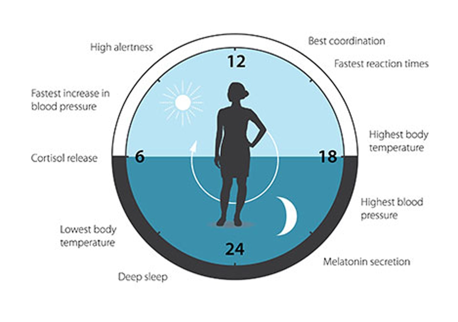 The internal body clock - PASSAGE 2