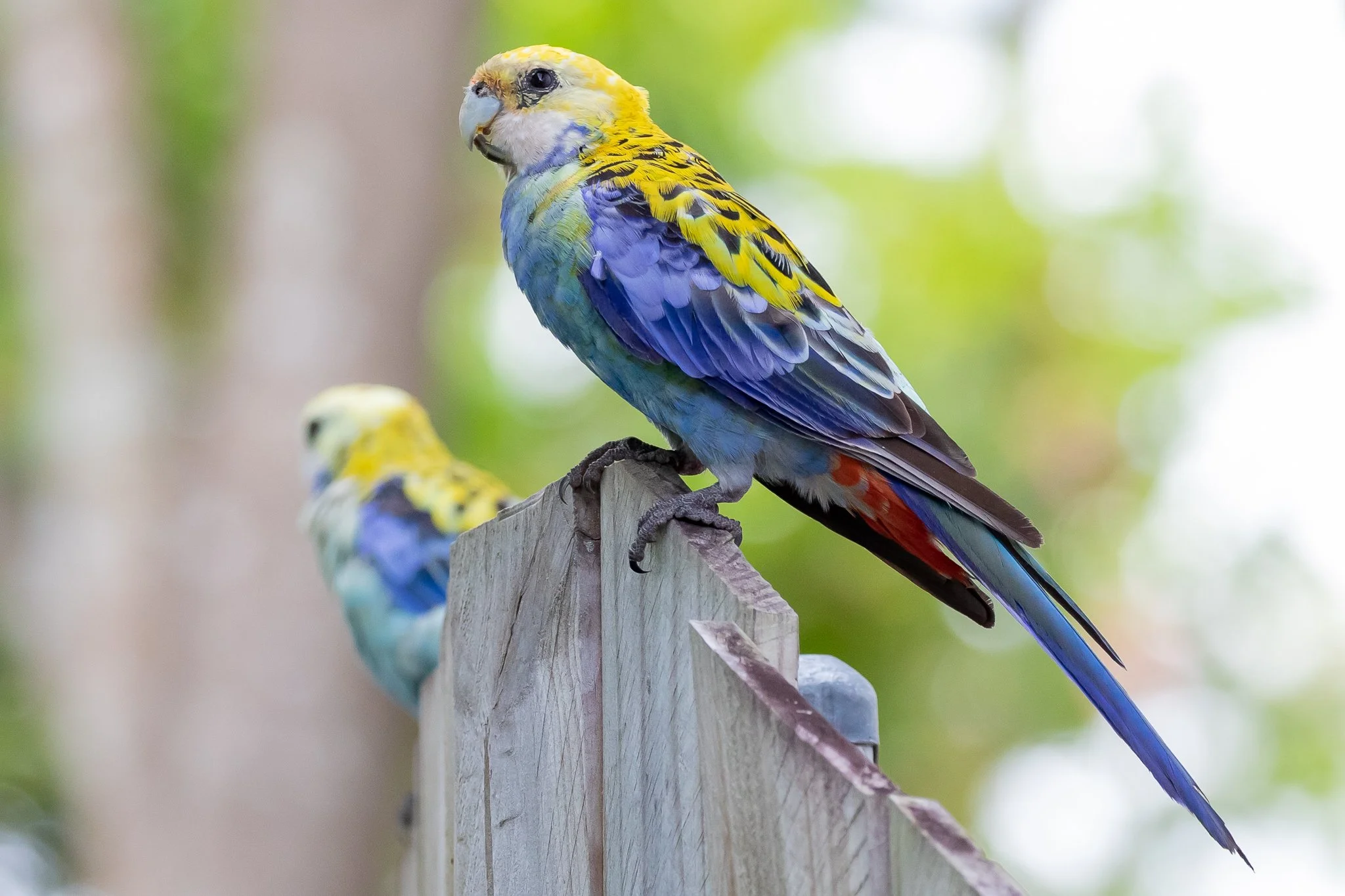 Australian parrots - PASSAGE 2
