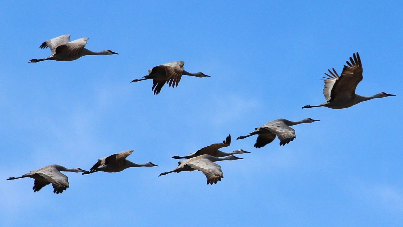 Bird Migration - PASSAGE 2