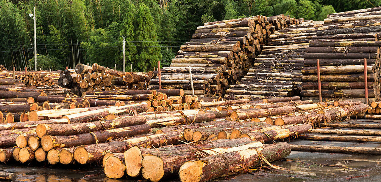 Wood: a valuable resource in New Zealand's economy