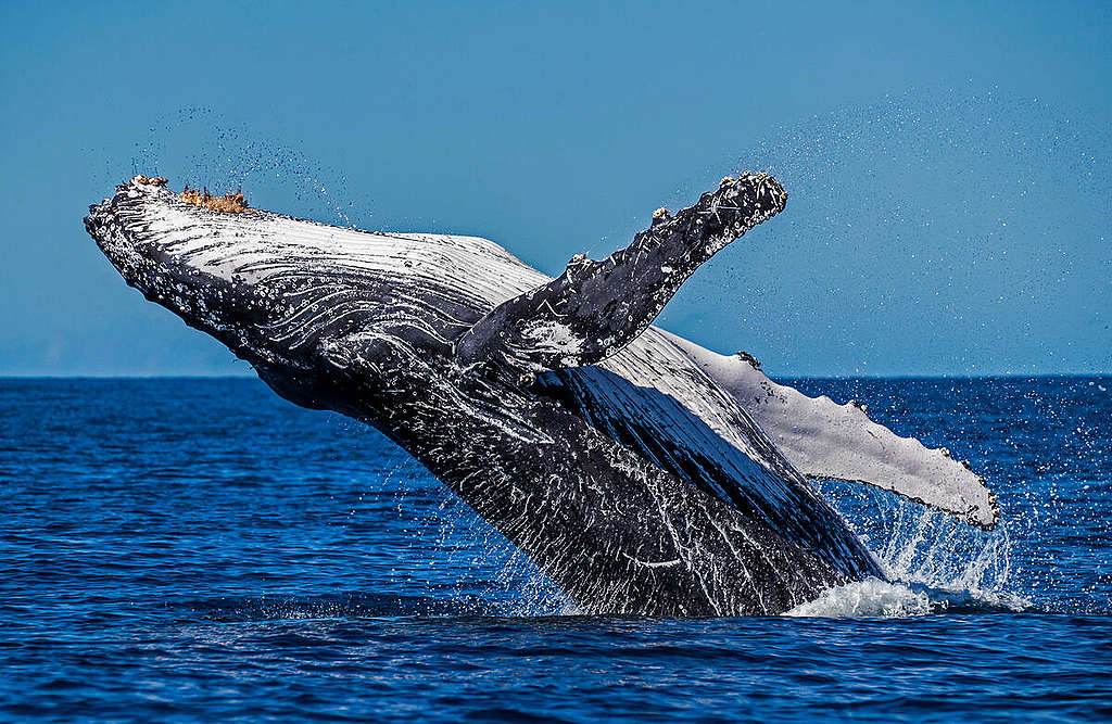 The Whale Goes to Court - PASSAGE 1