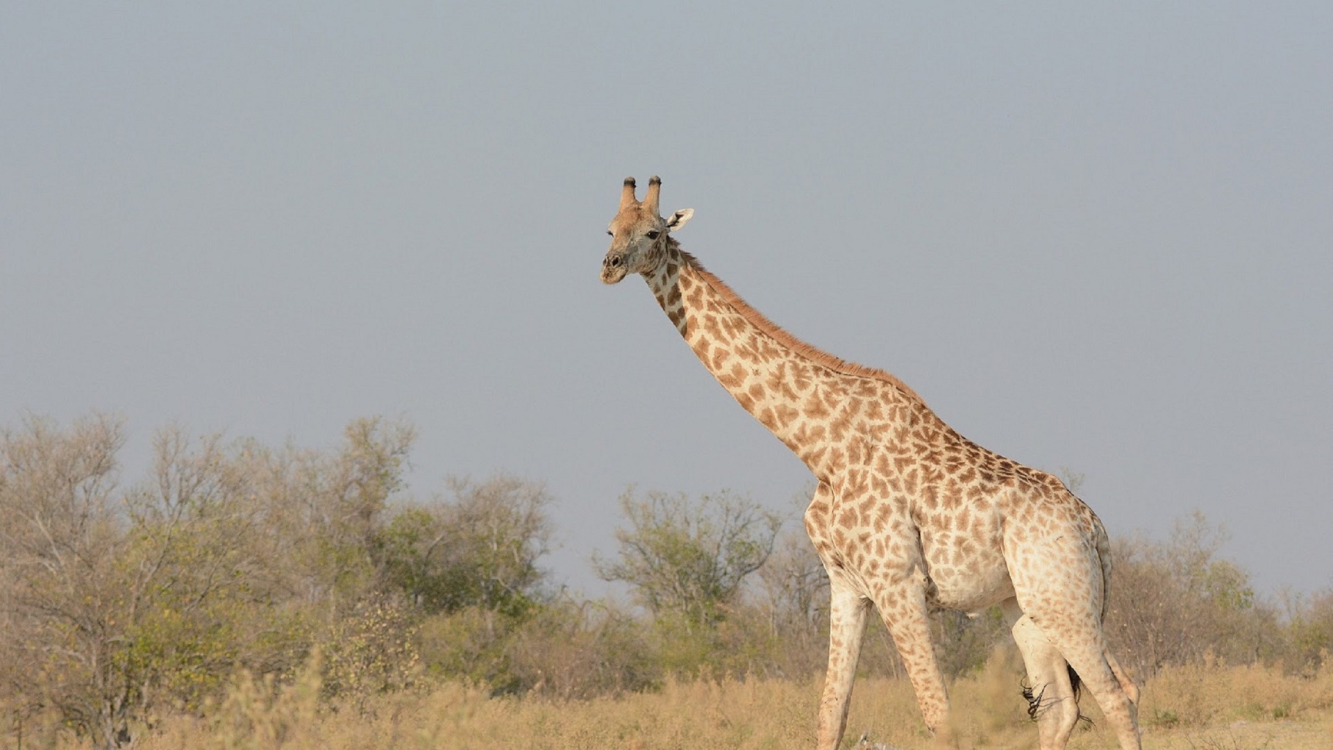 New Understanding of Giraffes in the Wild - PASSAG