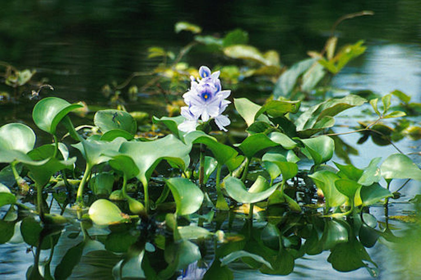 the research on water hyacinths - SECTION 3