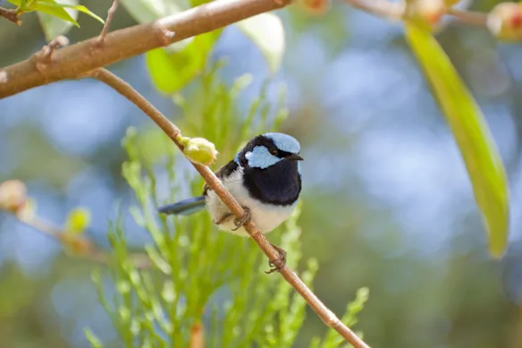 Research on birds in Australia - SECTION 4