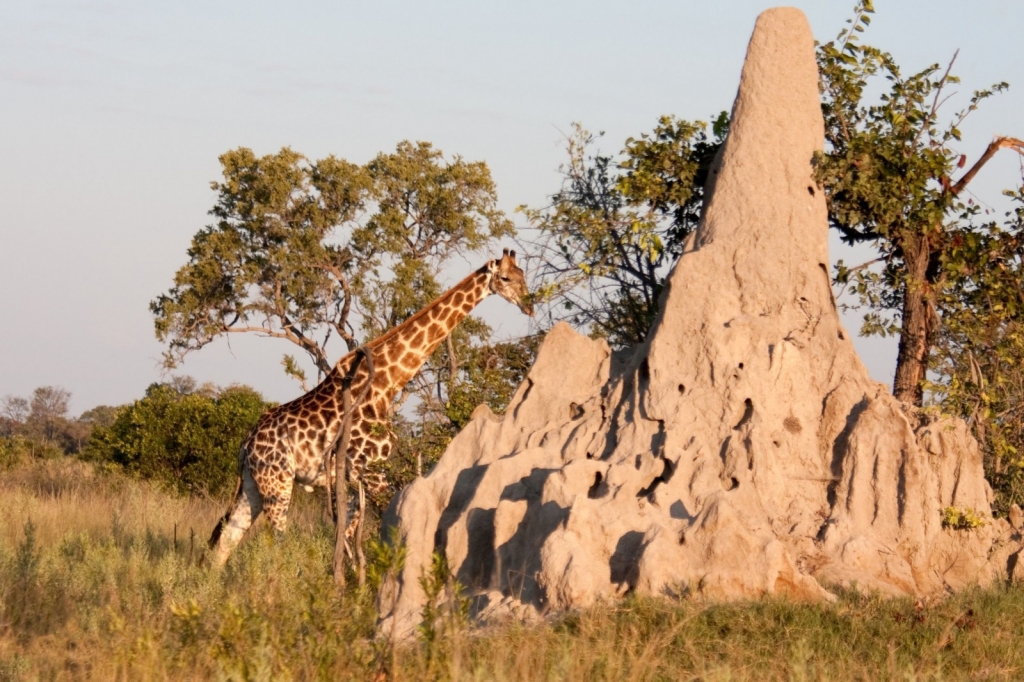 Termite Mounds - PASSAGE 3