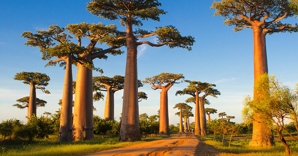 The Baobabs of Madagascar - PASSAGE 1