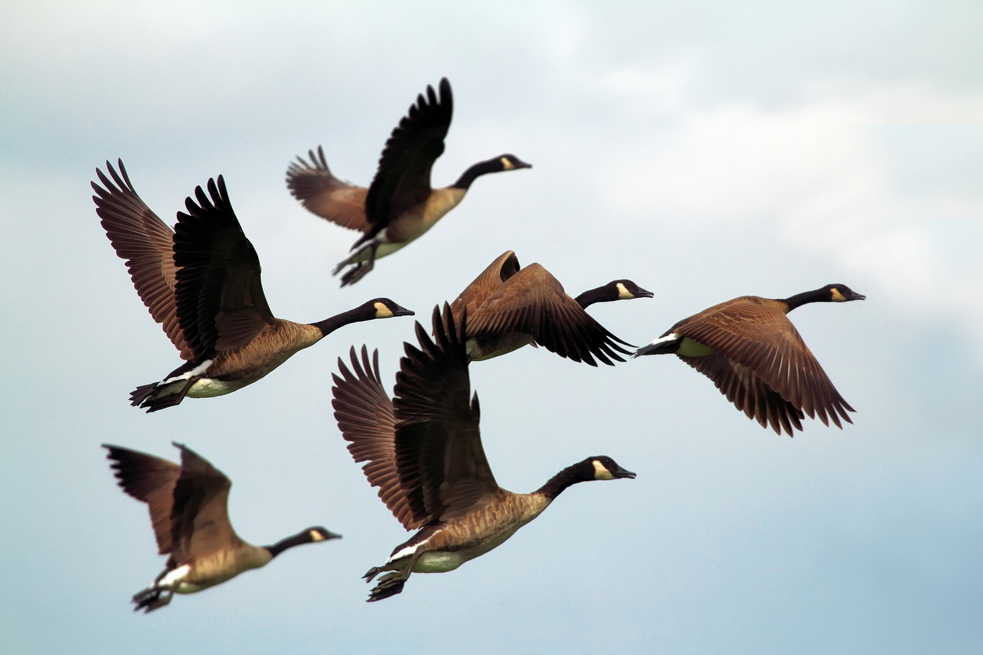 Bird Migration - PASSAGE 2