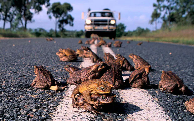 Australia's cane toad problem - PASSAGE 1