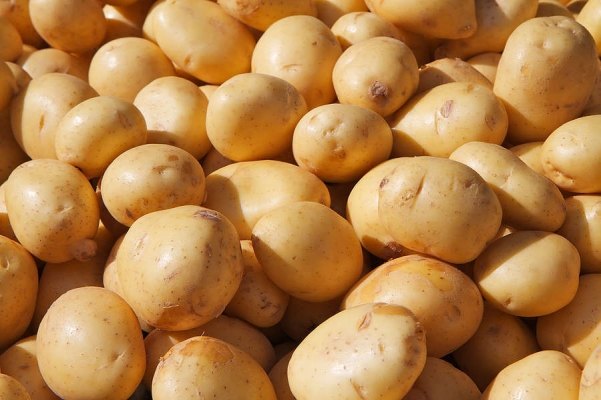 The Impact of the Potato - PASSAGE 1