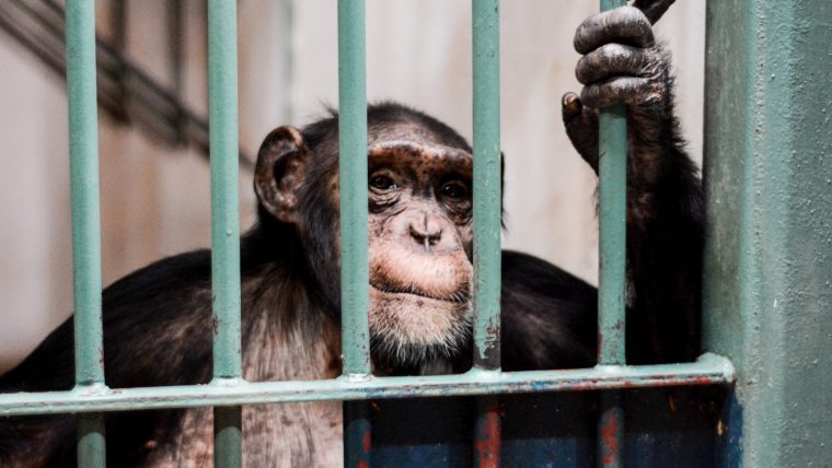 Rights for apes - PASSAGE 3