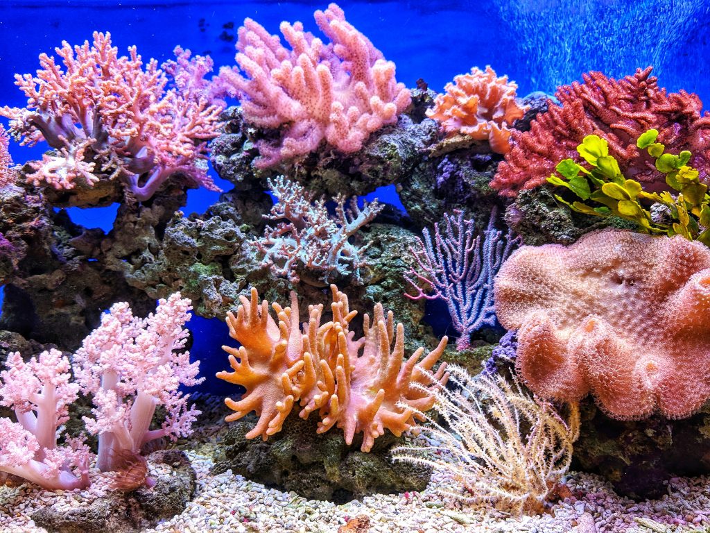 CORAL REEFS - PASSAGE 2