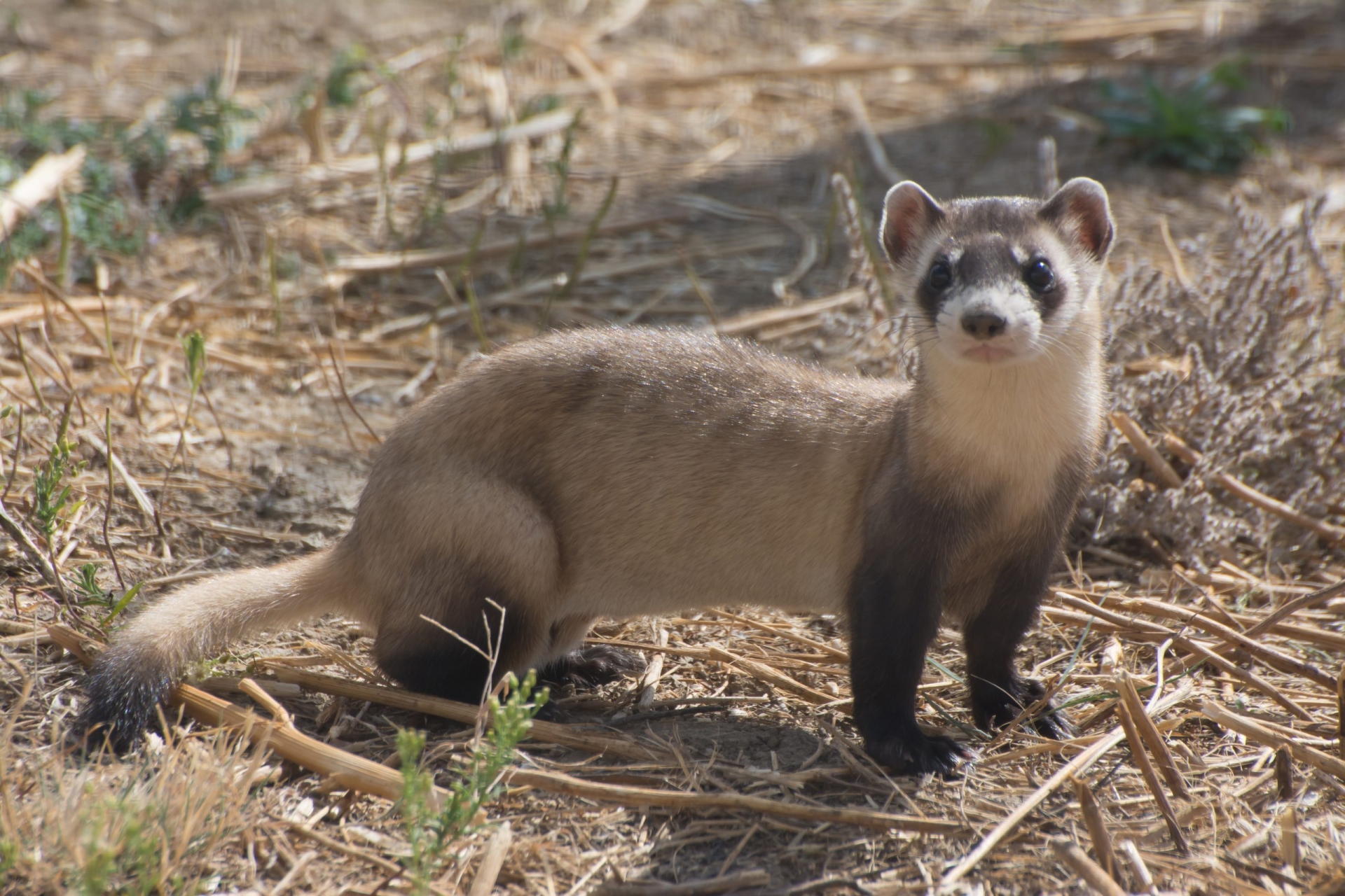 The return of the black-footed ferret