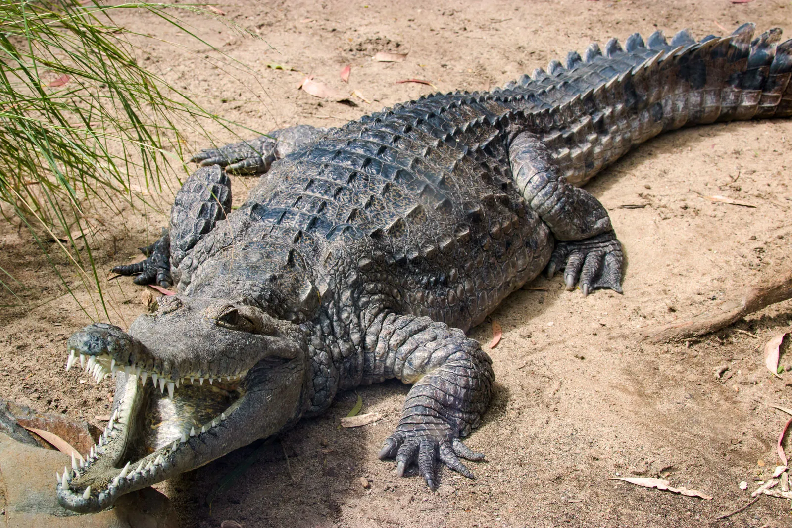 Australian crocodiles - SECTION 4