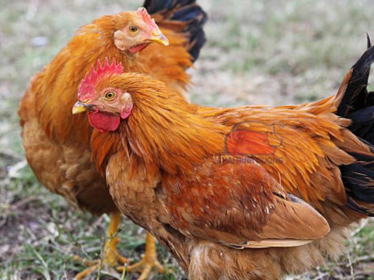 The History of the Chicken