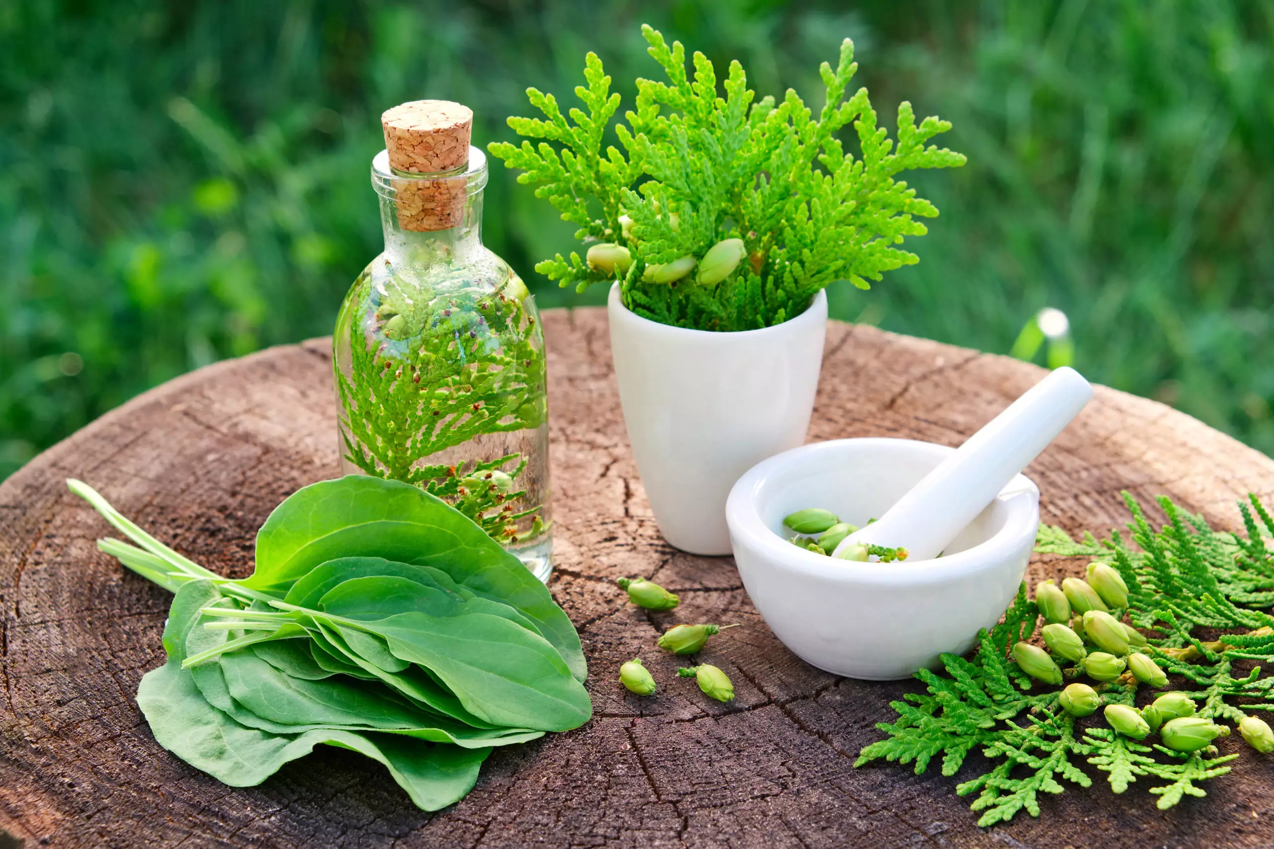 Herbal Medicine - PASSAGE 2