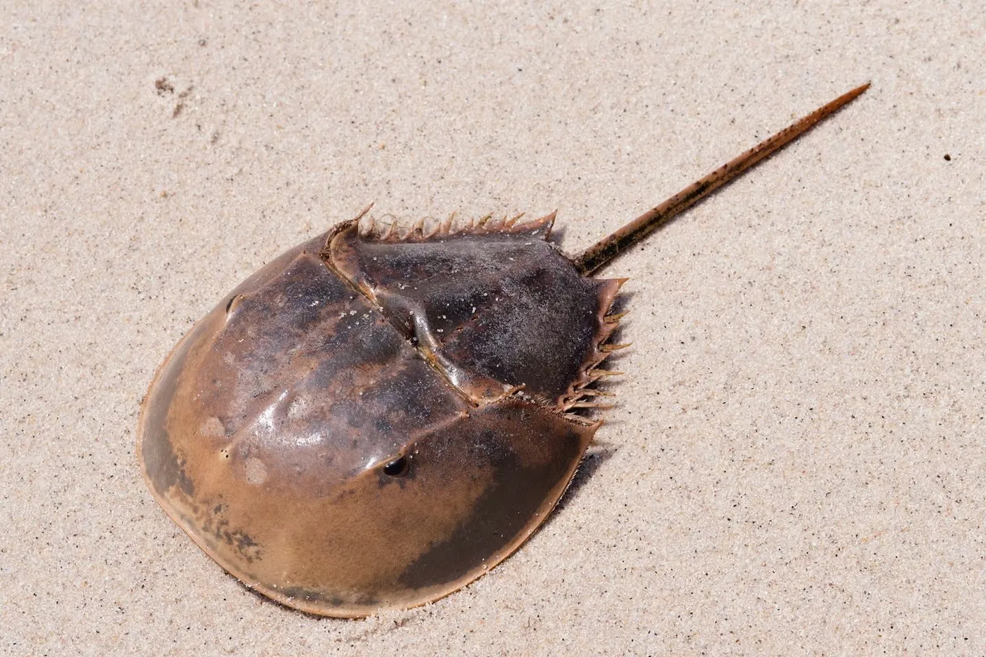 The horseshoe crab - PASSAGE 2