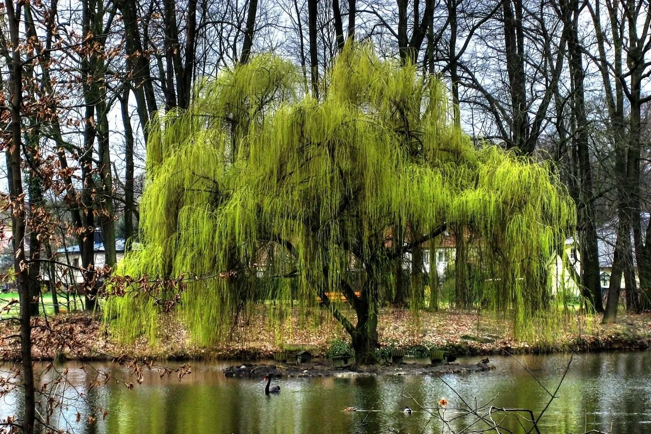 Willows Studies - SECTION 3