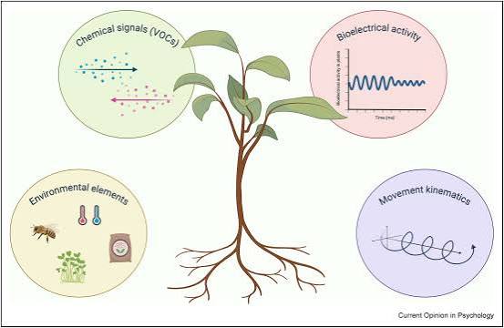 Plant Behaviour - SECTION 4