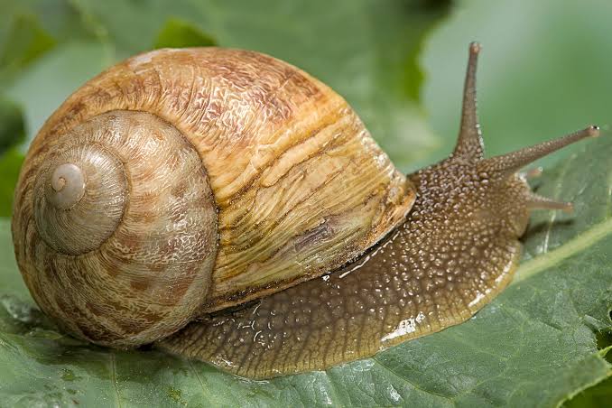 Gastropods (snails and slugs) - SECTION 4