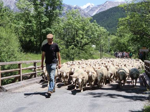 TRANSHUMANCE - SECTION 4