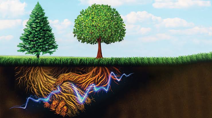 How do plants talk to each other?