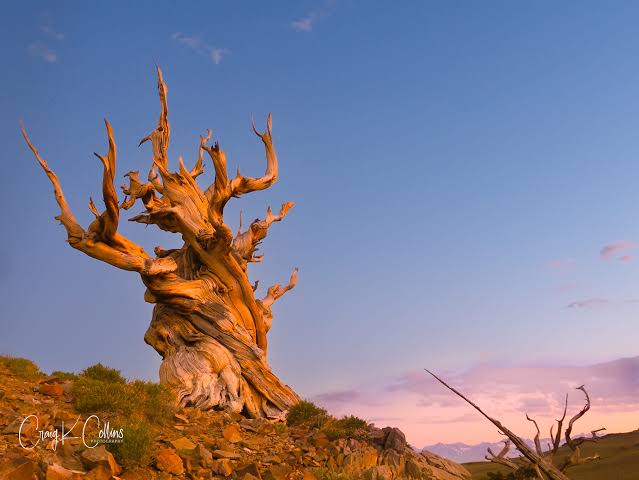 Bristlecone Pines - PASSAGE 2