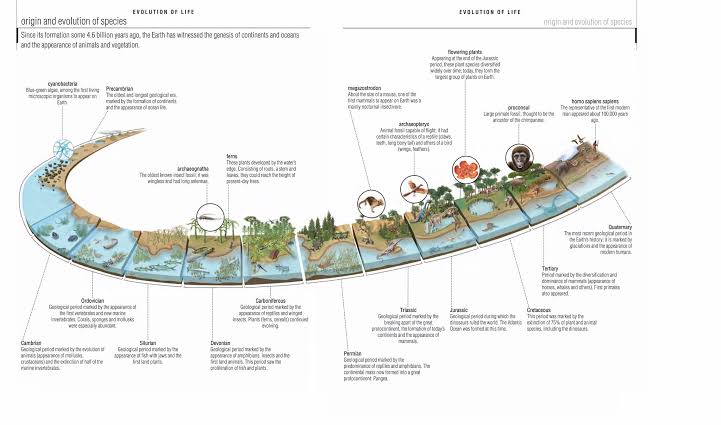 THE FORMATION OF CONTINENTS AND THE EVOLUTION OF S
