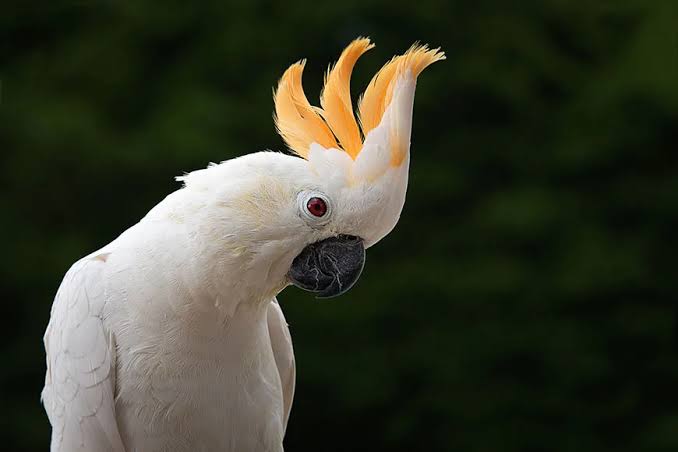 Intelligent behaviour in birds - PASSAGE 2