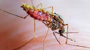 MALARIA - PASSAGE 1