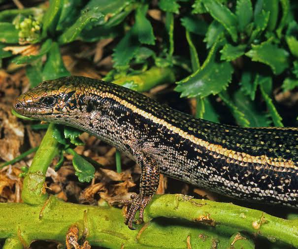 Saving the Skink - PASSAGE 3
