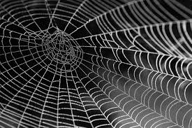 Spider silk 2 - PASSAGE 1