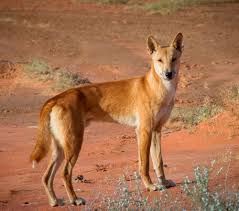 The dingo debate - PASSAGE 2