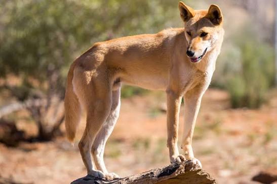 THE DINGO DEBATE - PASSAGE 2