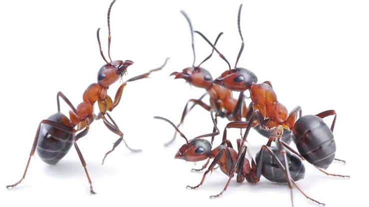 Insect decision-making - PASSAGE 2