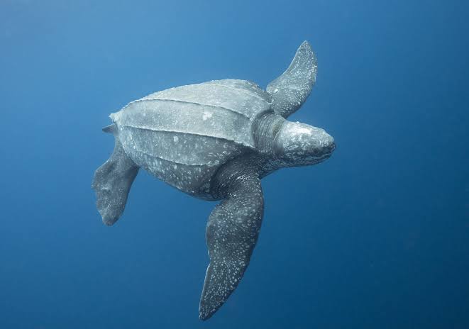 Leatherback Turtles - SECTION 4