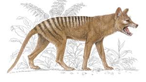 Tasmanian Tiger