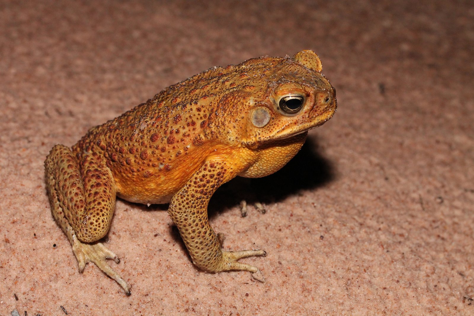 The Cane Toad in Australia - PASSAGE 3