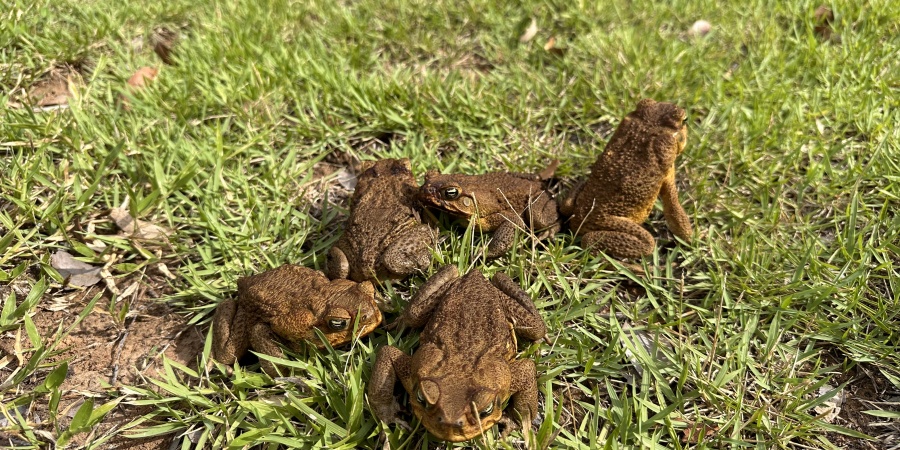 Australia's cane toad problem - PASSAGE 1