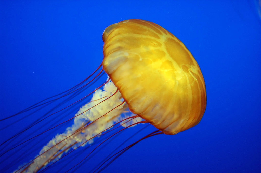 Jellyfish – The Dominant Species - PASSAGE 2