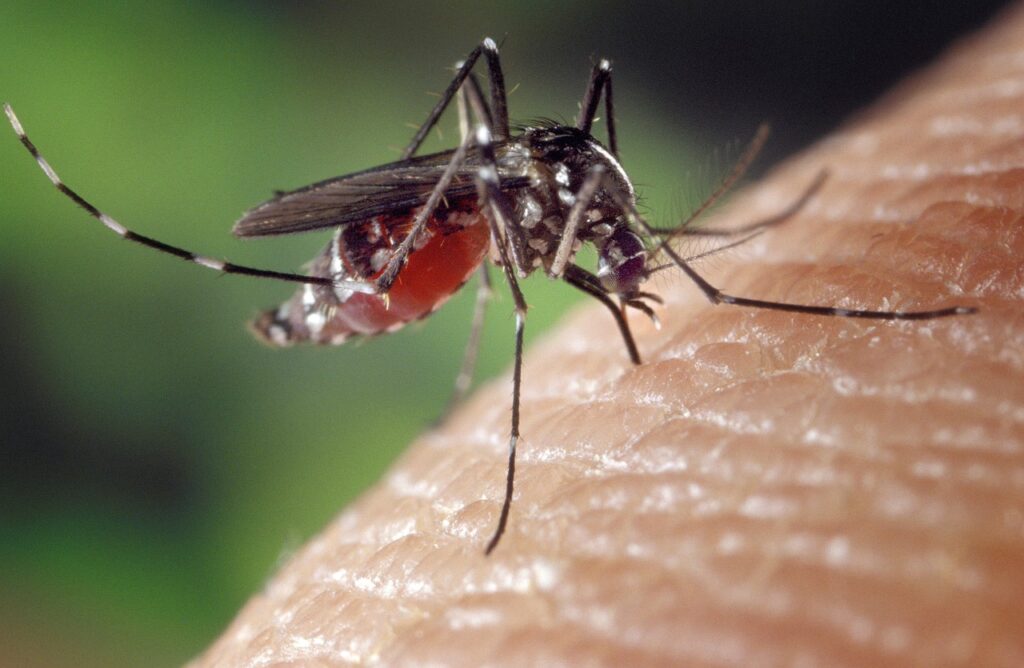 The conquest of malaria in Italy