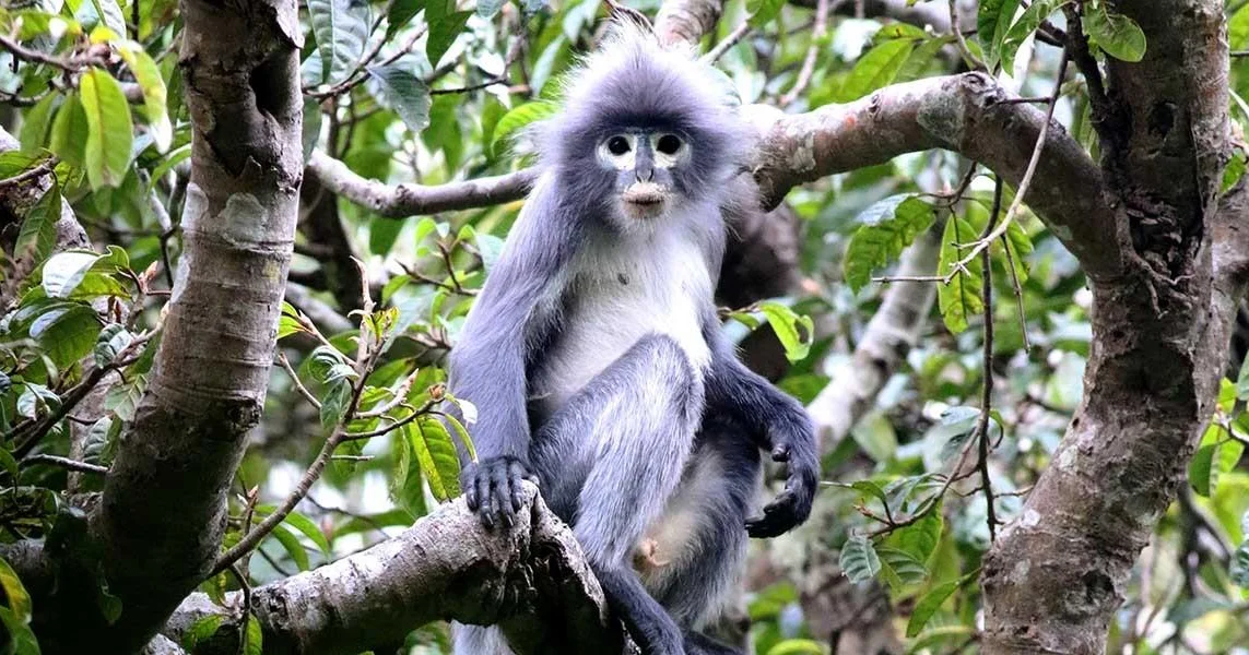 The return of monkey life - PASSAGE 2