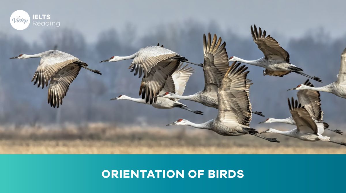 Orientation of birds - PASSAGE 2