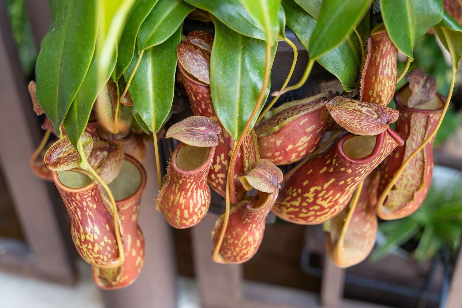 Carnivorous plant - PASSAGE 1