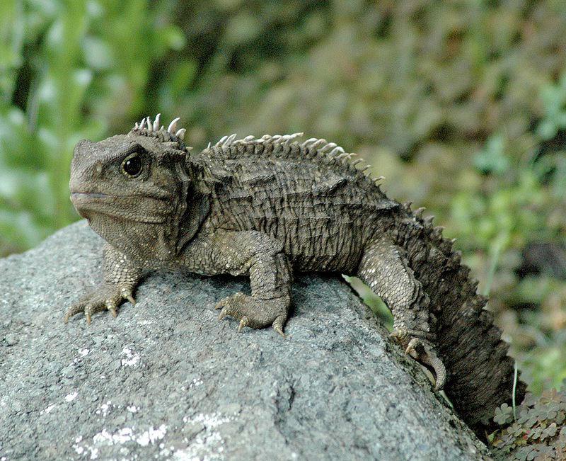 The Tuatara – Past and Future - PASSAGE 3