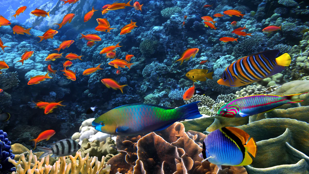 Reef fish study - PASSAGE 1